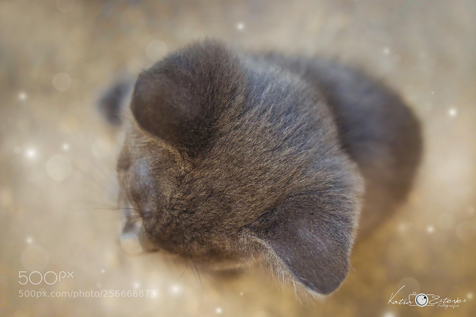 Canon EOS 70D sample photo. Untitled photography