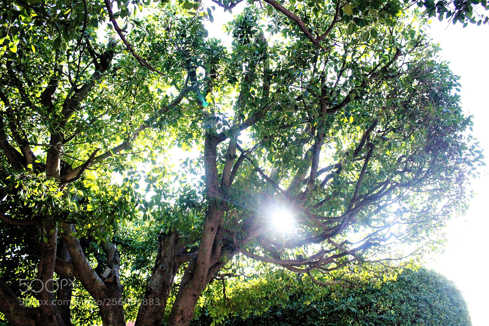 Canon EOS 1300D (EOS Rebel T6 / EOS Kiss X80) sample photo. The sun light passing photography