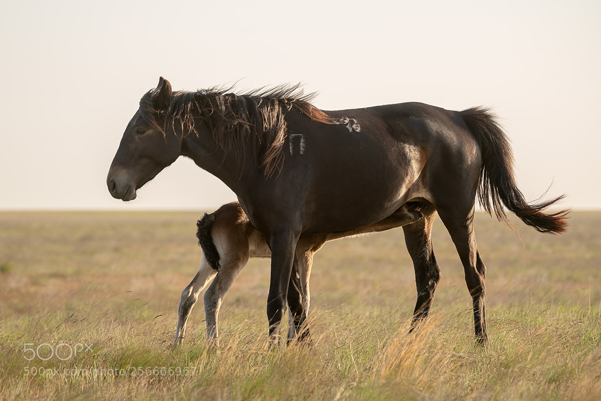 Sony a99 II sample photo. 00501.jpg photography