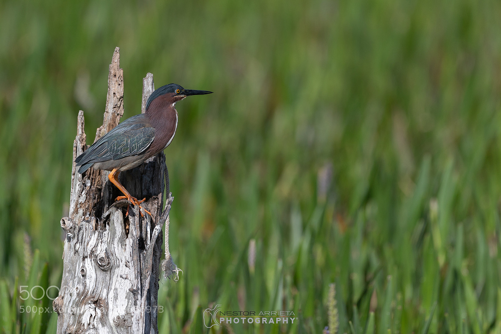 Canon EOS-1D X Mark II sample photo. Green heron photography