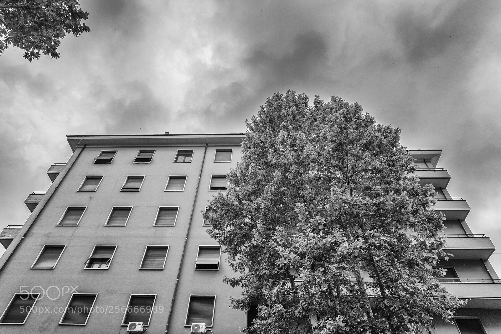 Nikon D850 sample photo. City tree photography