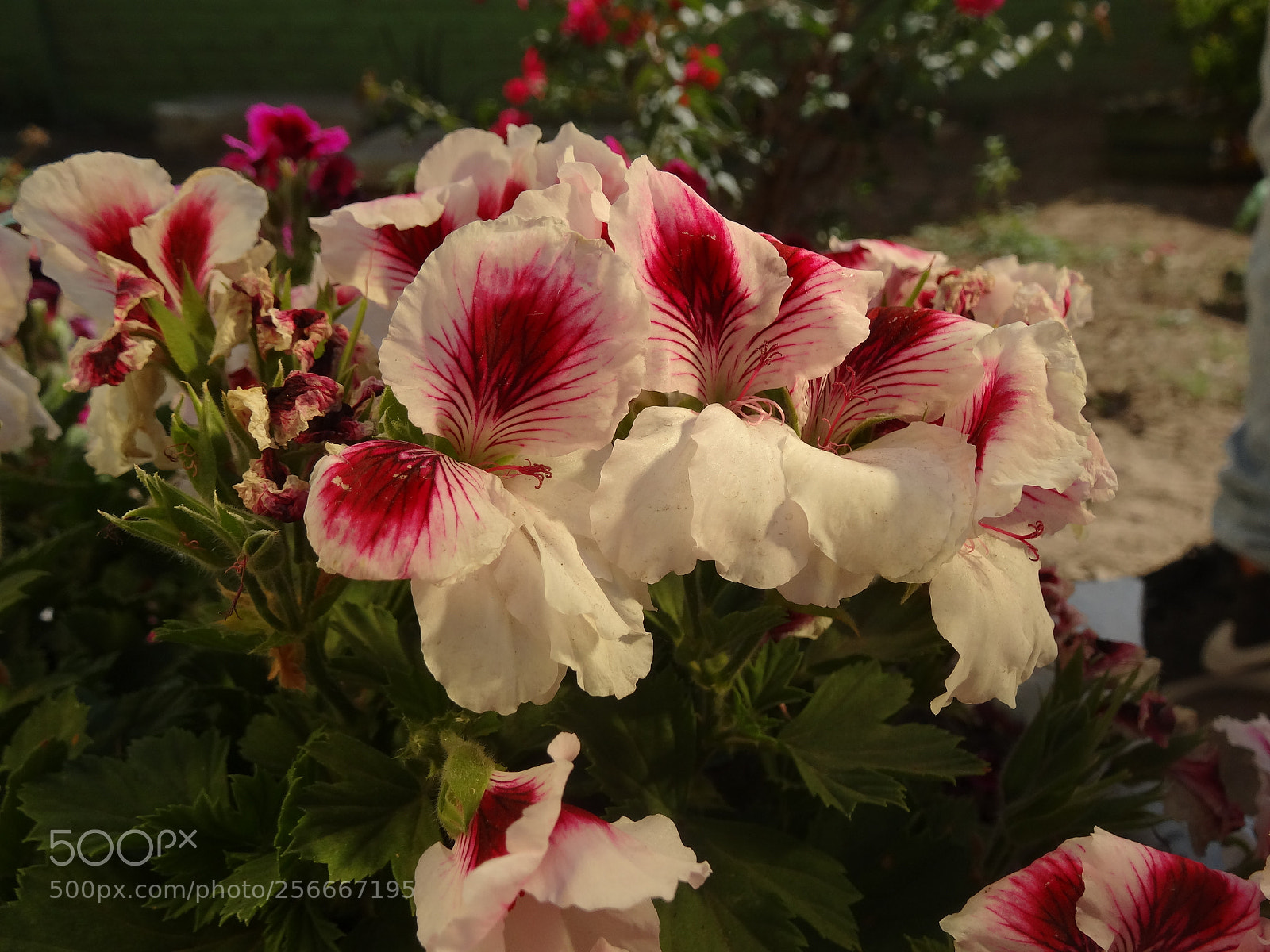 Sony Cyber-shot DSC-HX20V sample photo. Violeta photography