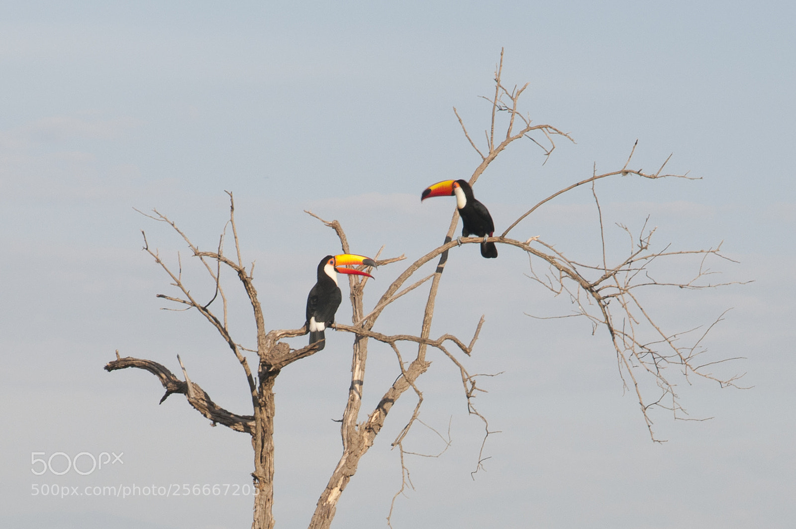 Nikon D90 sample photo. Ramphastos toco (tucano) photography