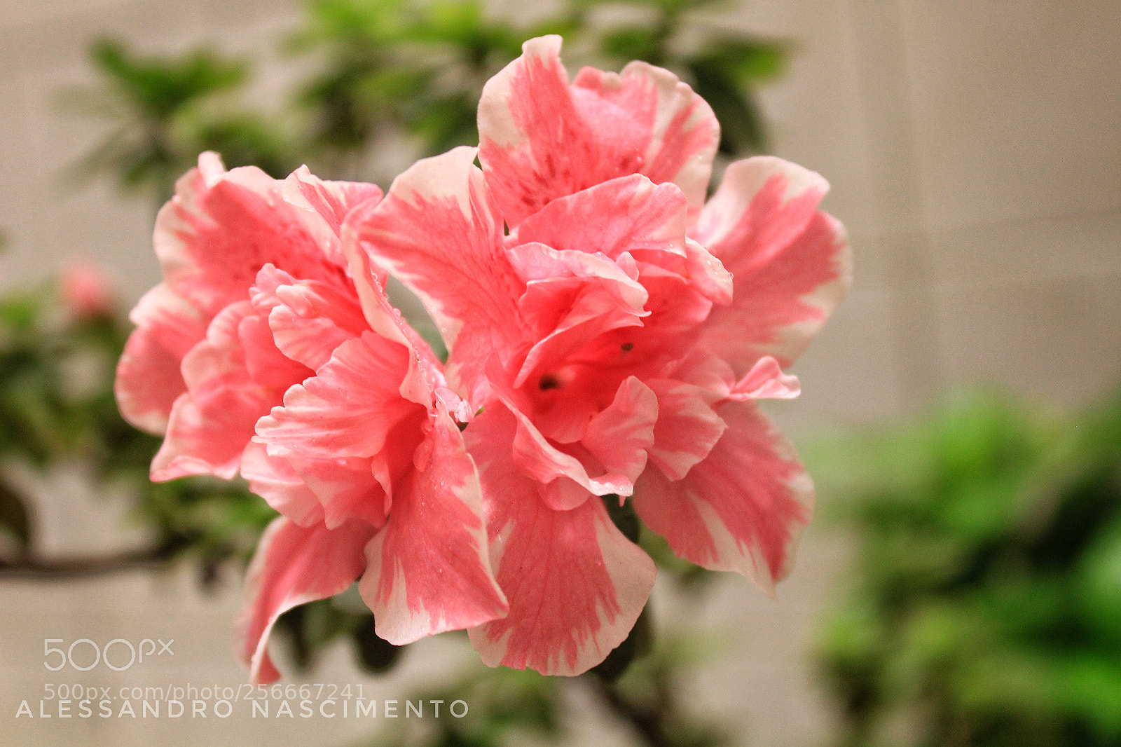 Canon EOS 1200D (EOS Rebel T5 / EOS Kiss X70 / EOS Hi) sample photo. Untitled photography