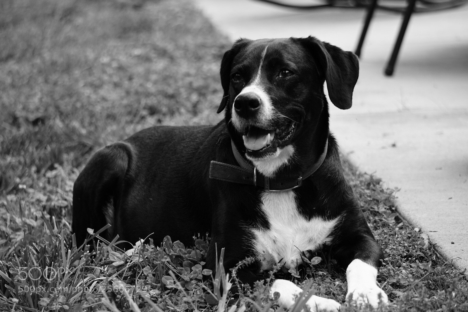 Sony Alpha a5000 (ILCE 5000) sample photo. Happy dog photography