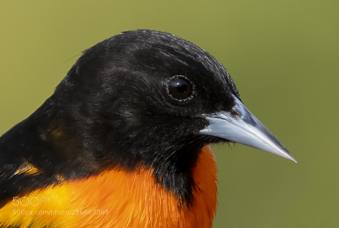 Nikon D850 sample photo. Baltimore oriole photography