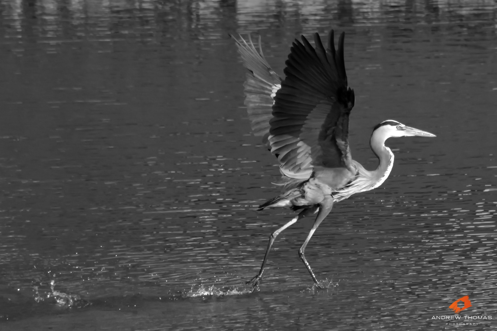 Canon EF 75-300mm f/4-5.6 USM sample photo. Run...run...run...takeoff photography