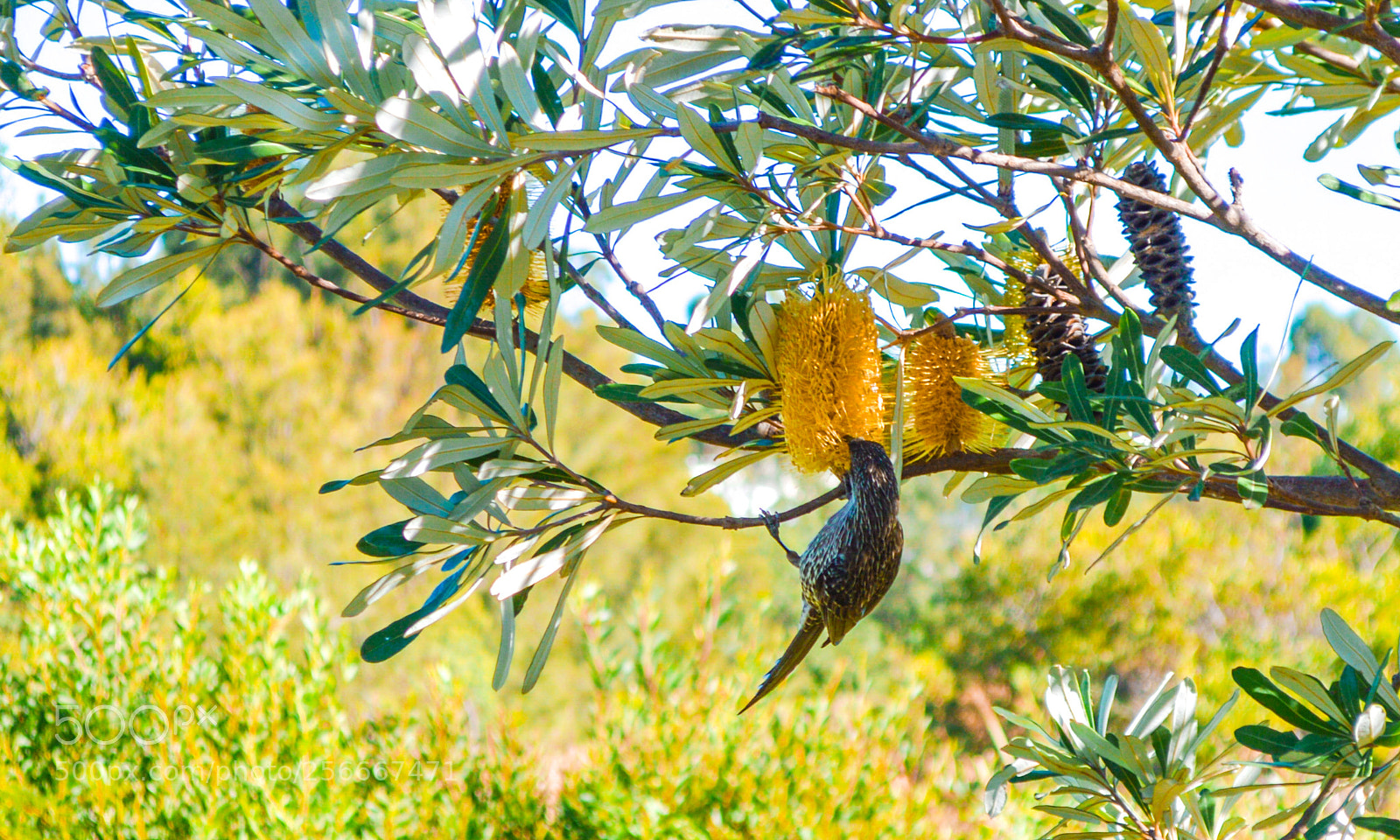 Nikon D3200 sample photo. Honeyeater photography