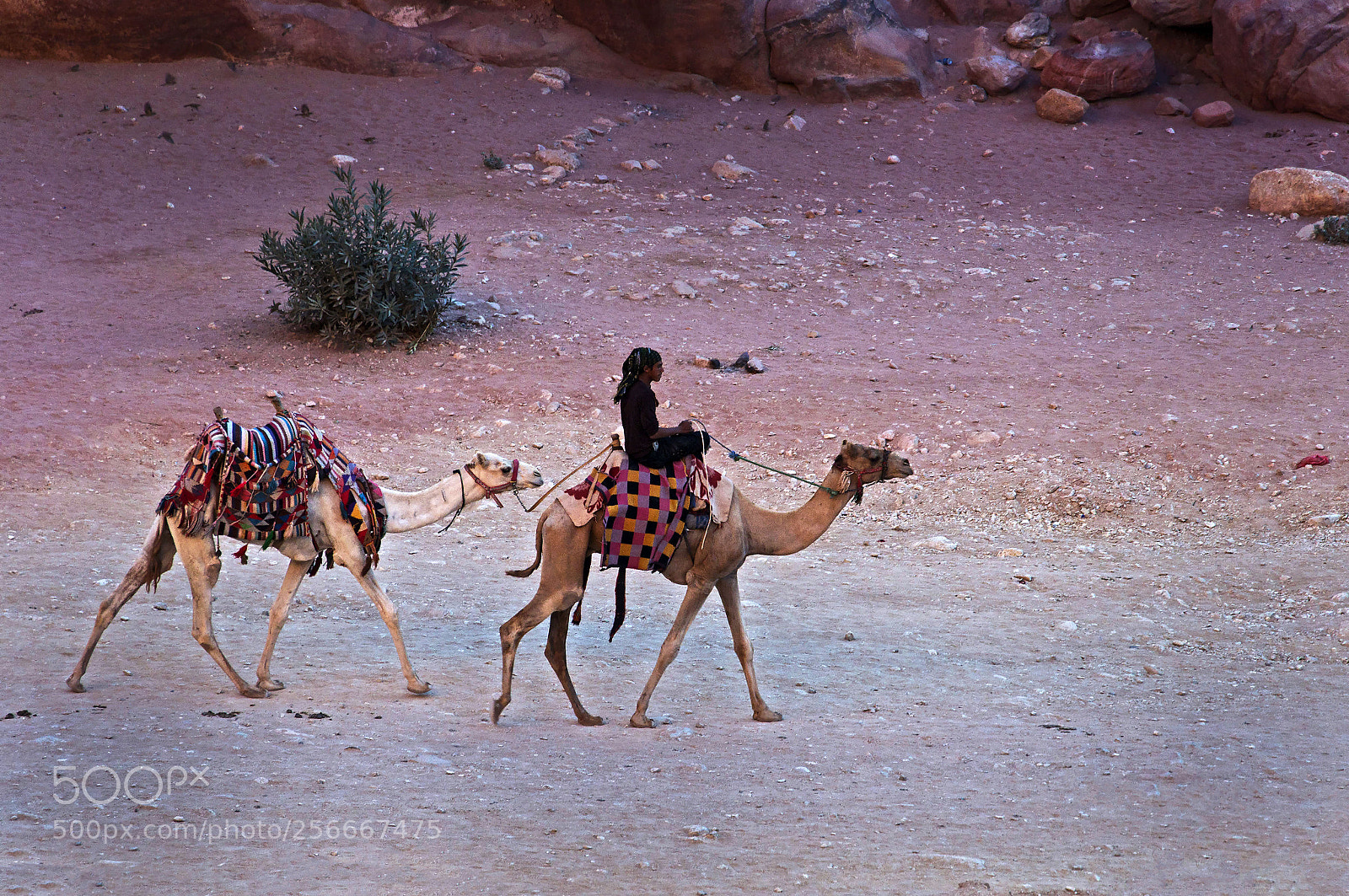 Nikon D300 sample photo. A jordanian bedouin and photography