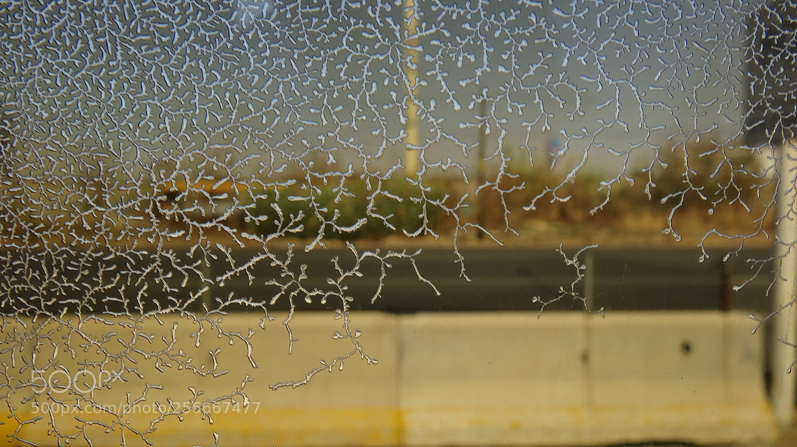 Sony Cyber-shot DSC-HX20V sample photo. Ramificaciones photography