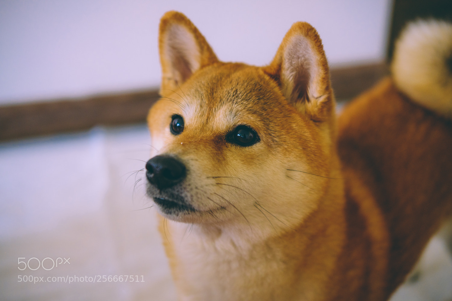 Fujifilm X-T20 sample photo. Haku and yoshi photography