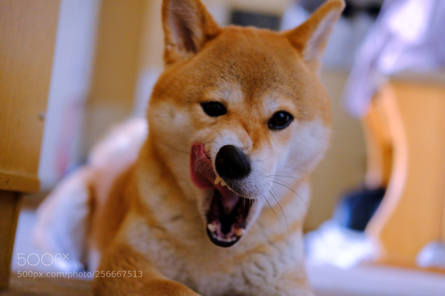 Fujifilm X-T20 sample photo. Haku and yoshi photography