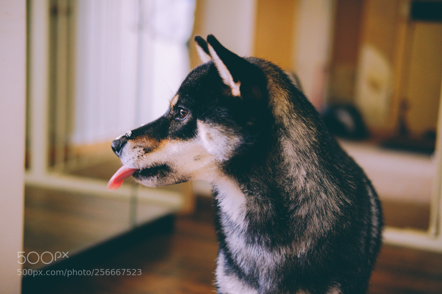 Fujifilm X-T20 sample photo. Haku and yoshi photography