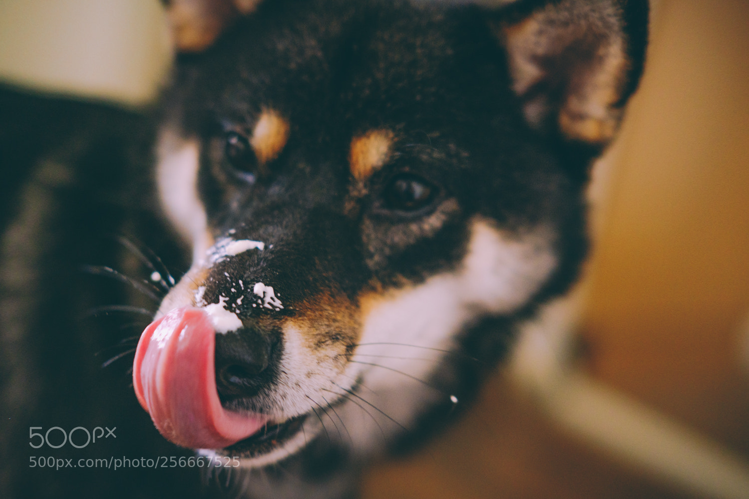 Fujifilm X-T20 sample photo. Haku and yoshi photography