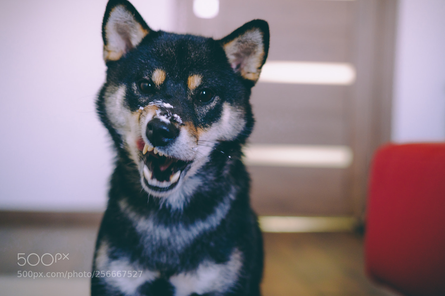 Fujifilm X-T20 sample photo. Haku and yoshi photography