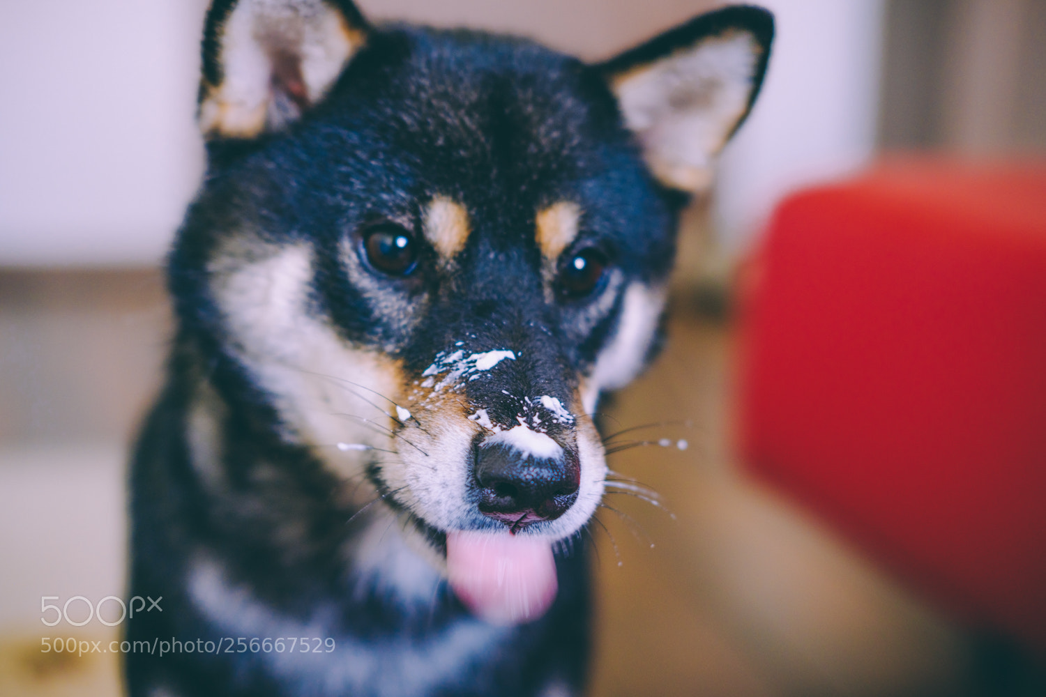Fujifilm X-T20 sample photo. Haku and yoshi photography