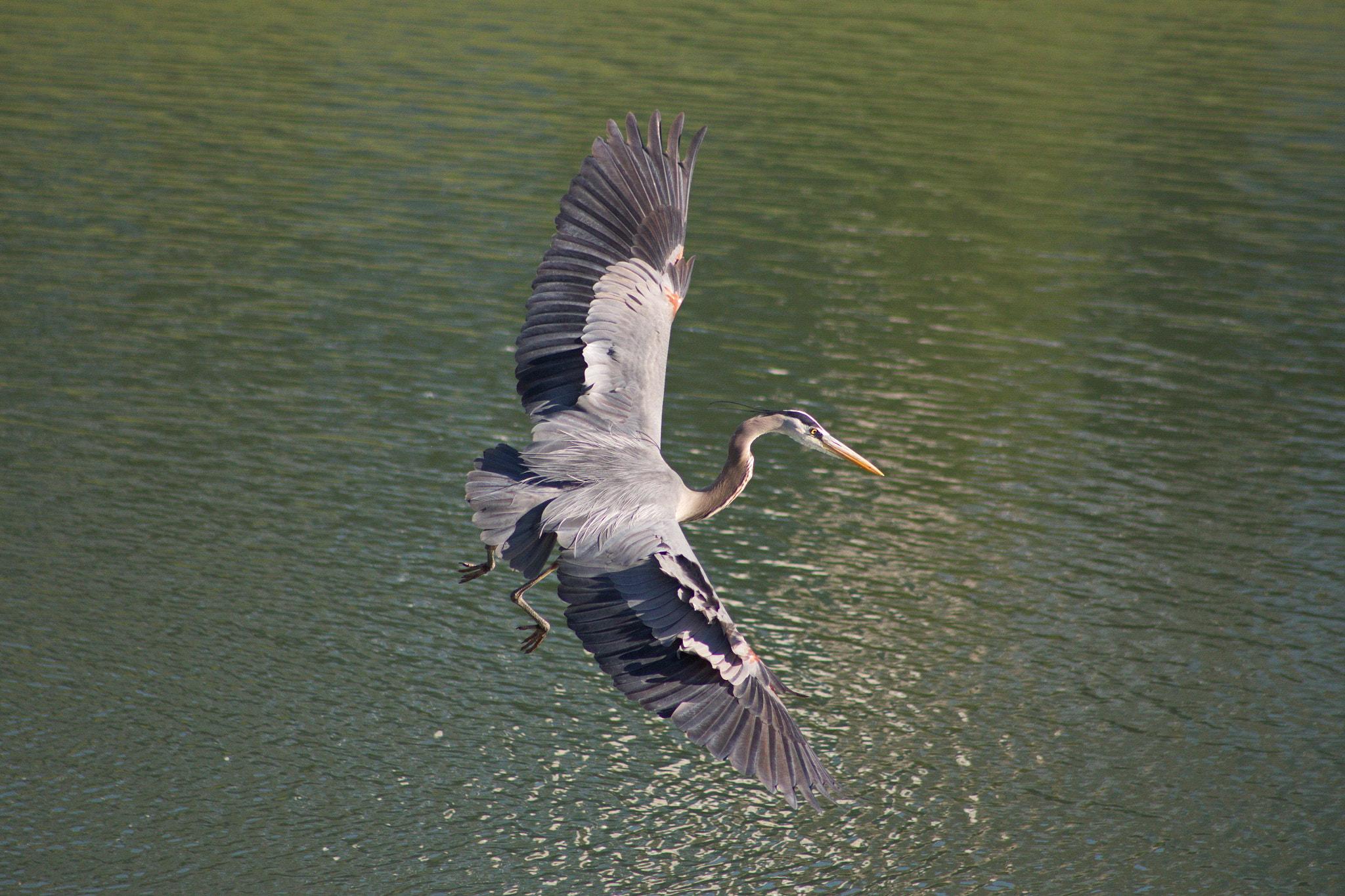 Canon EF 75-300mm f/4-5.6 USM sample photo. Prepare to dive.... photography