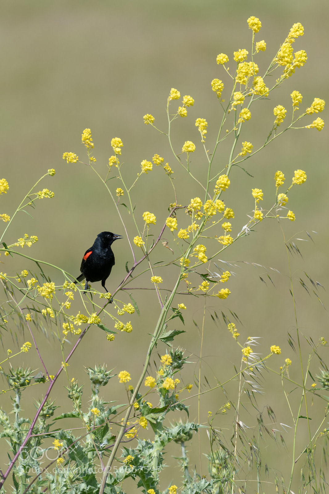 Nikon D850 sample photo. Red winged black bird photography
