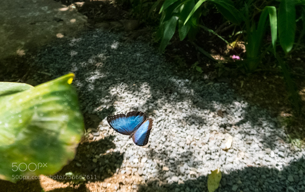 Sony a6300 sample photo. Dsc photography