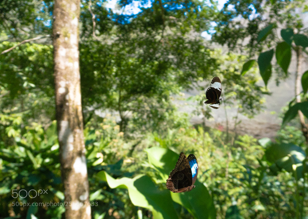 Sony a6300 sample photo. Dsc photography