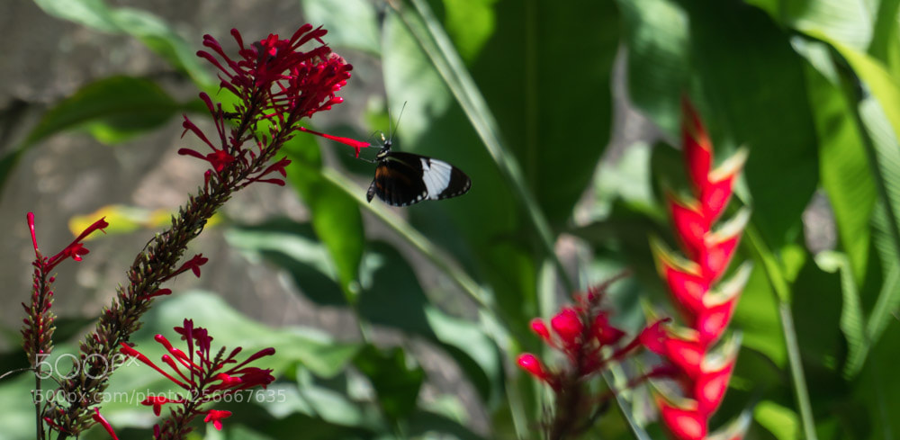 Sony a6300 sample photo. Dsc photography