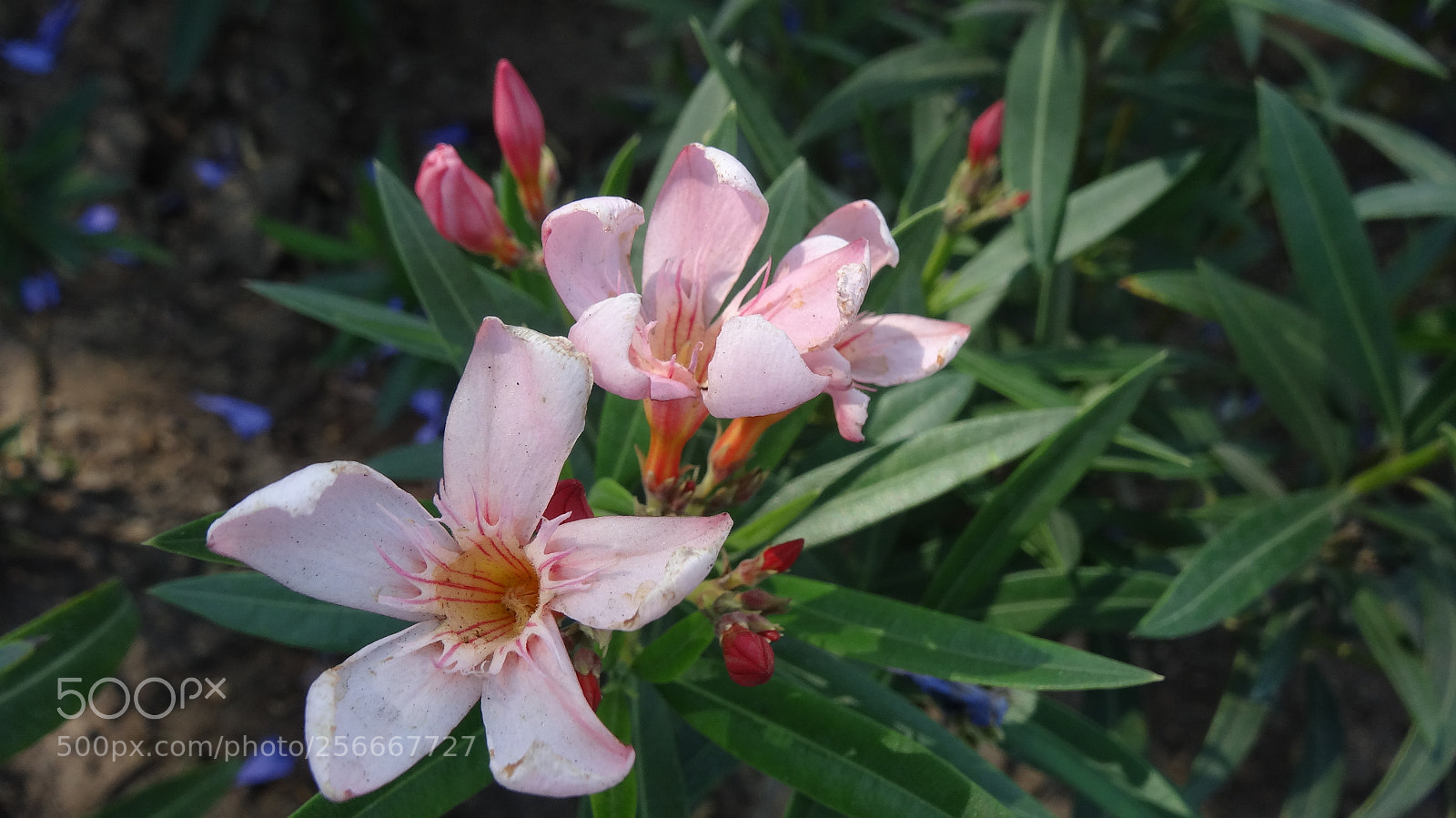 Sony Cyber-shot DSC-HX20V sample photo. Spring photography