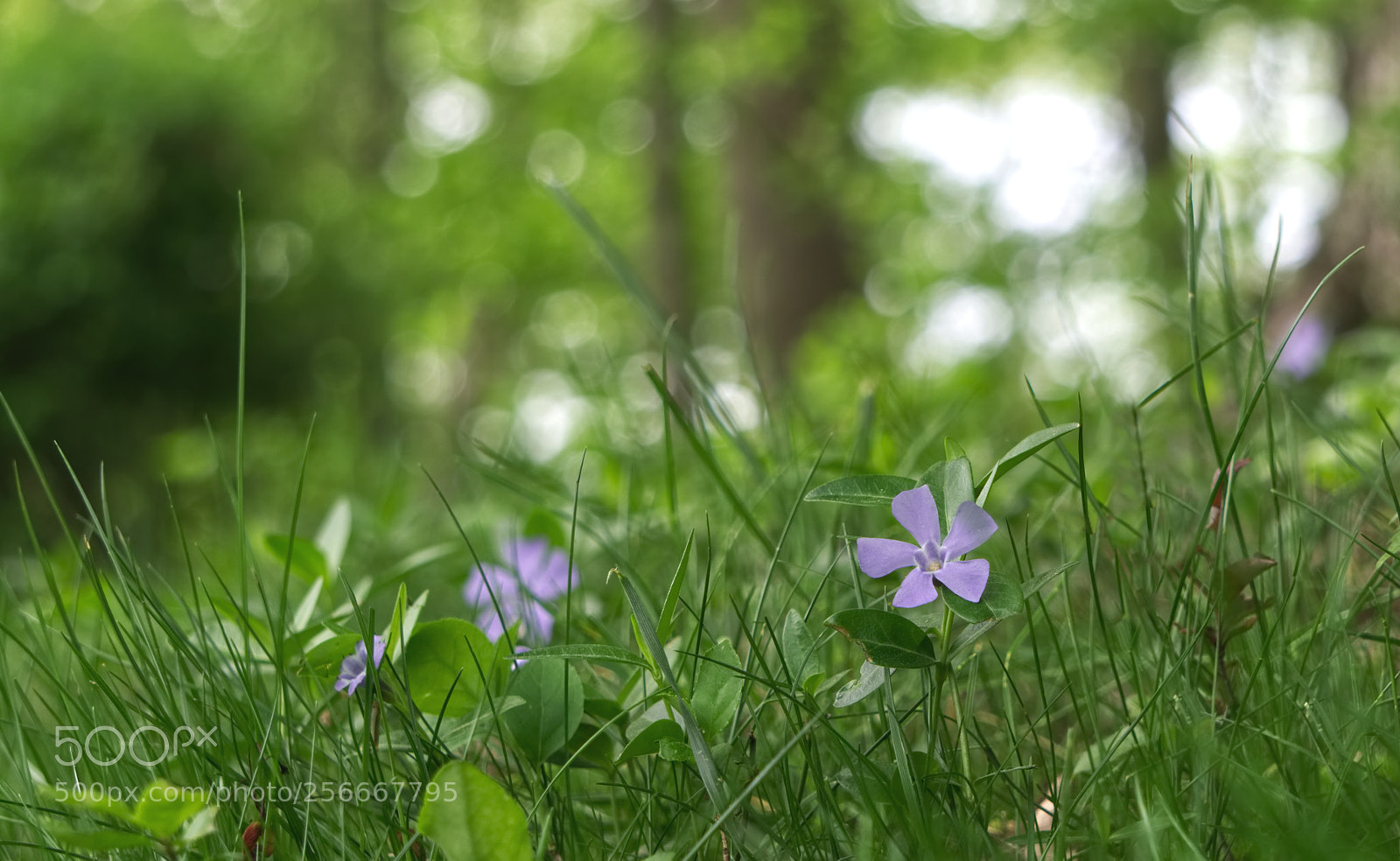 Sony a6000 sample photo. Wild flower 1 photography