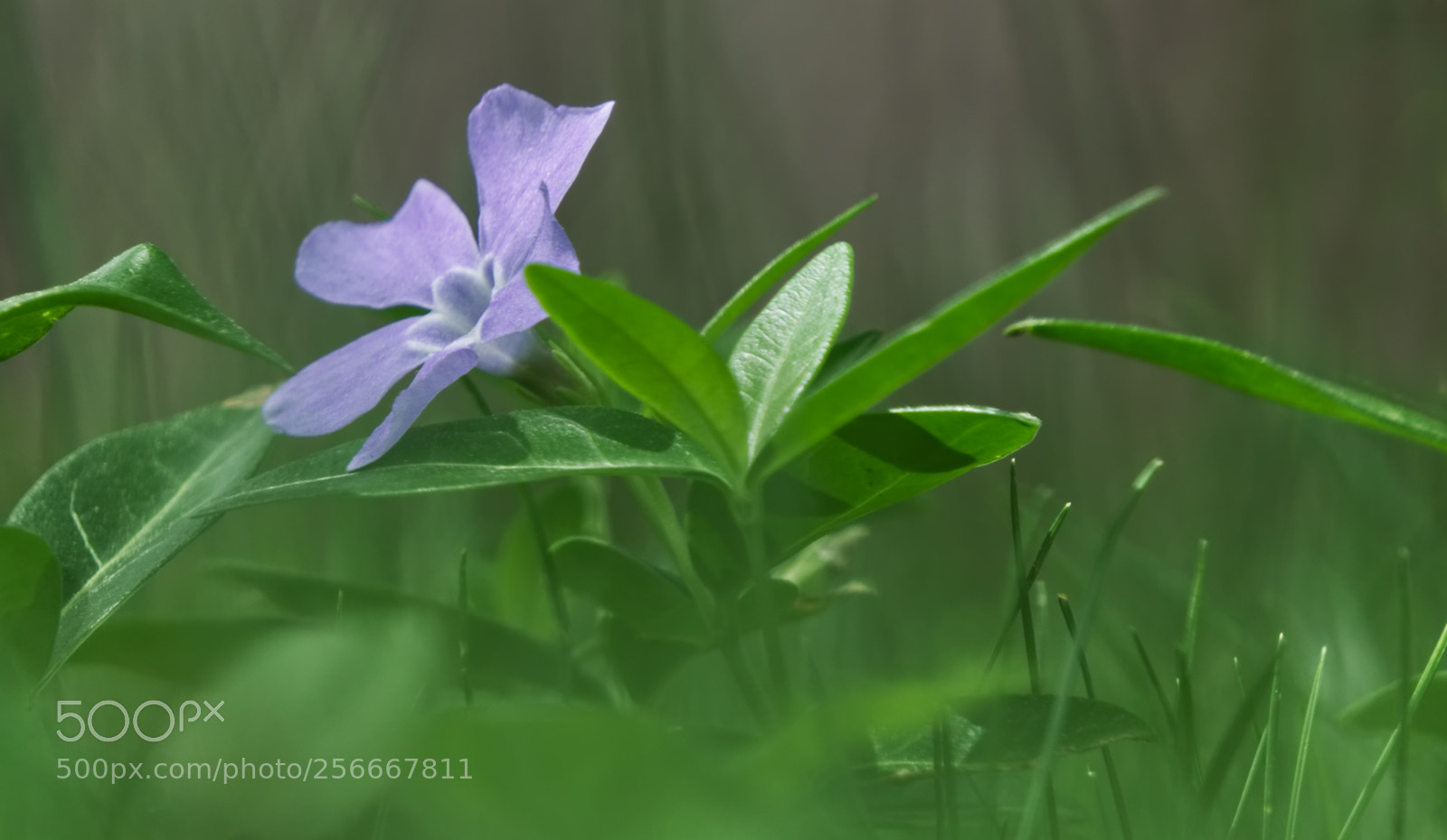 Sony a6000 sample photo. Wild flower 2 photography