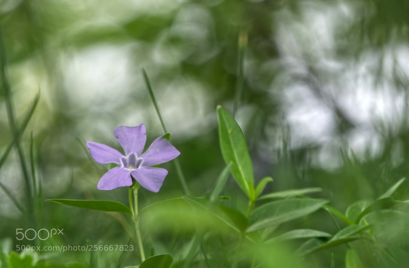 Sony a6000 sample photo. Wild flower 3 photography