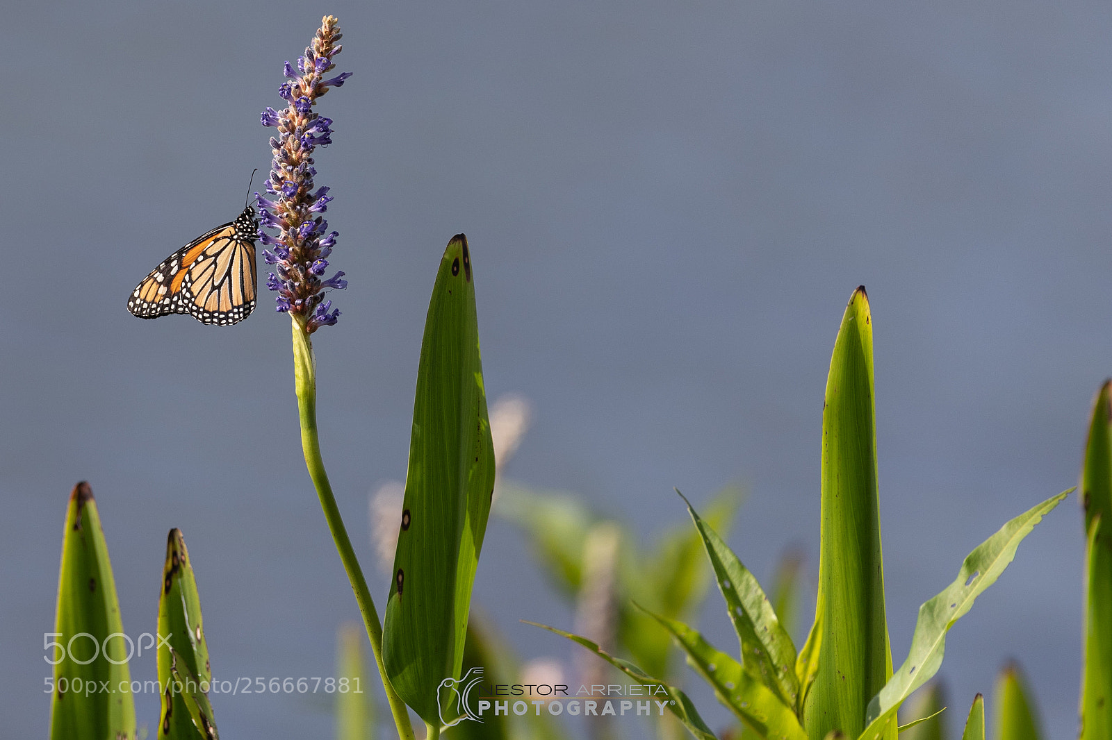 Canon EOS-1D X Mark II sample photo. Monarch photography