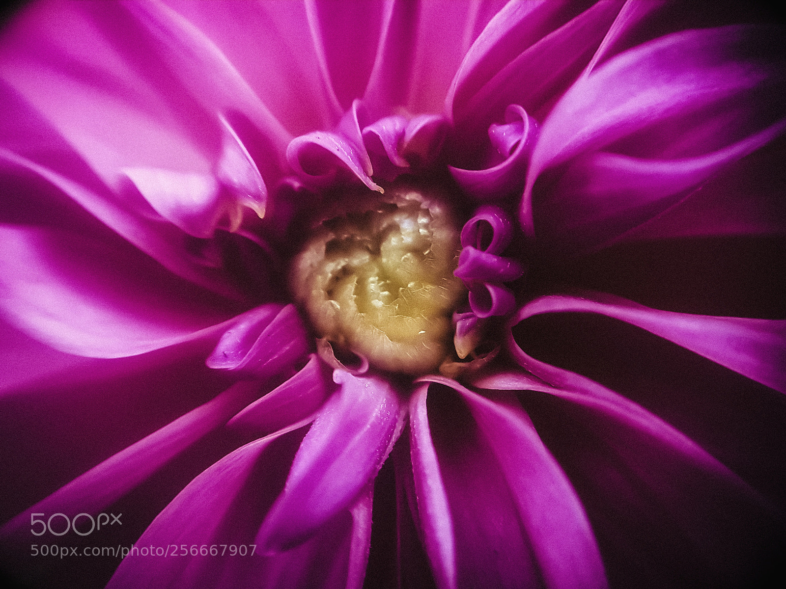 Samsung Galaxy S7 sample photo. Deep purple flower with photography