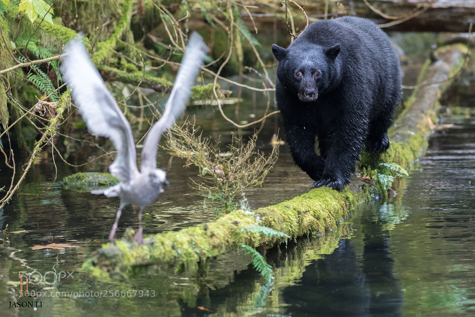 Nikon D5 sample photo. Black bear photography