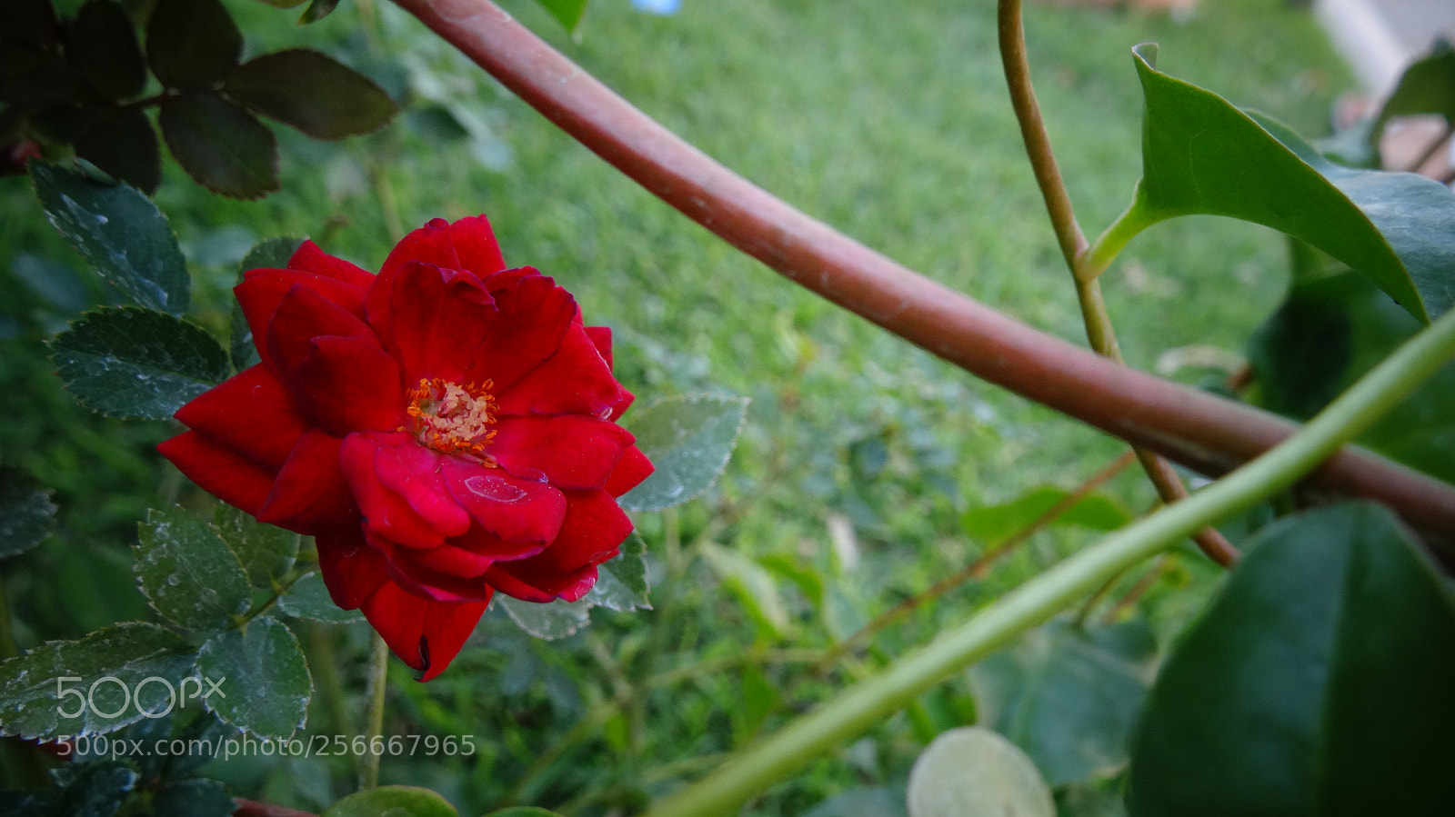 Sony Cyber-shot DSC-HX20V sample photo. Rosenrot photography