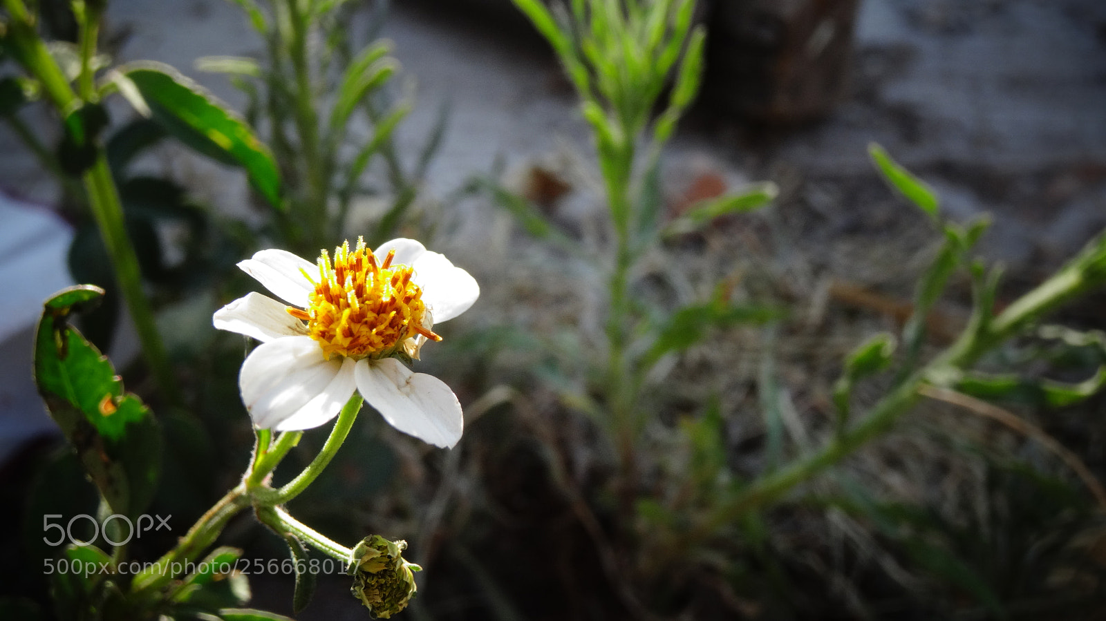 Sony Cyber-shot DSC-HX20V sample photo. Brilliant photography