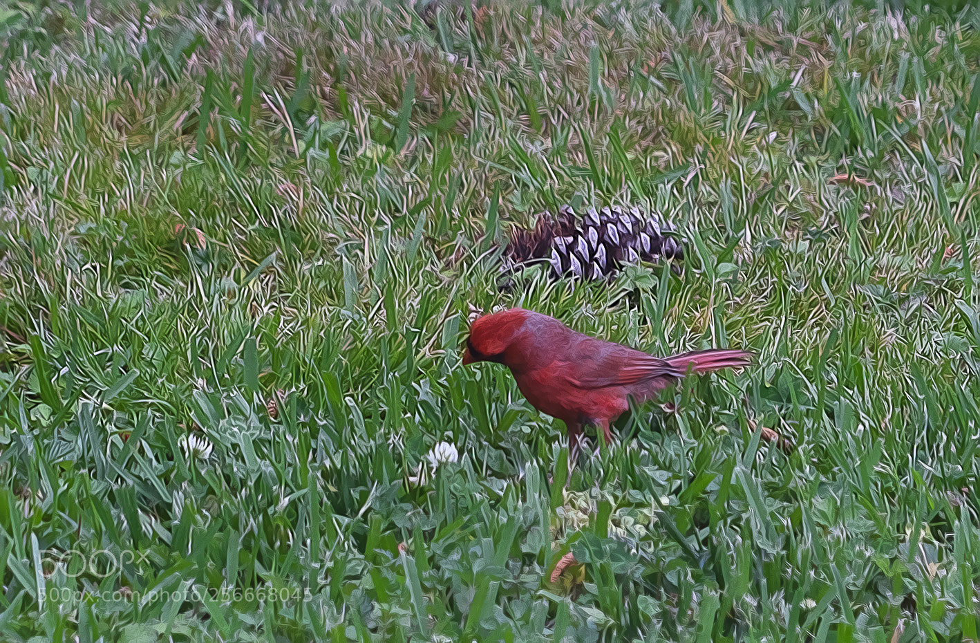 Sony a7R III sample photo. Cardinal admiring clover flower photography