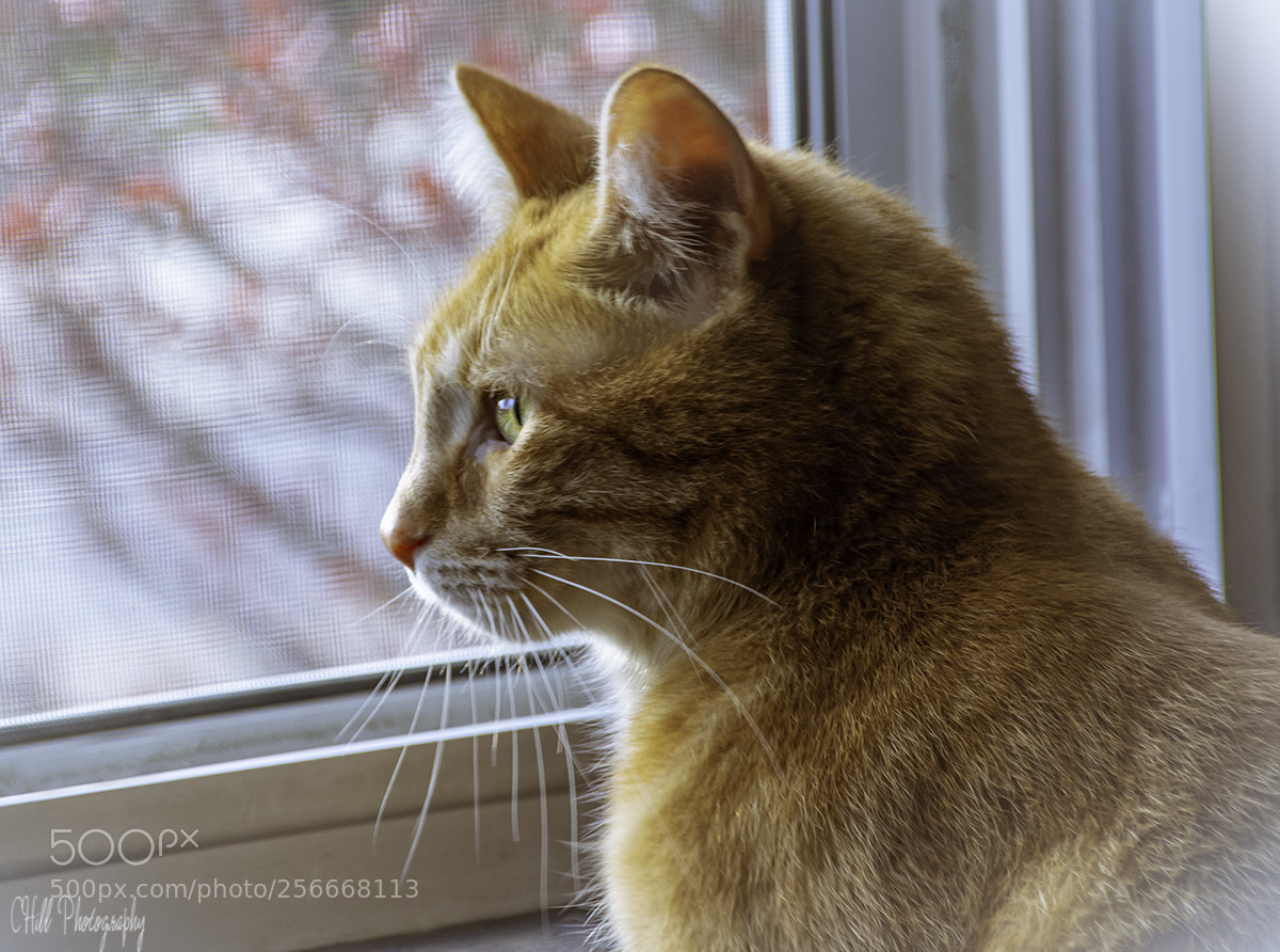 Canon EOS 650D (EOS Rebel T4i / EOS Kiss X6i) sample photo. Mars my cat photography