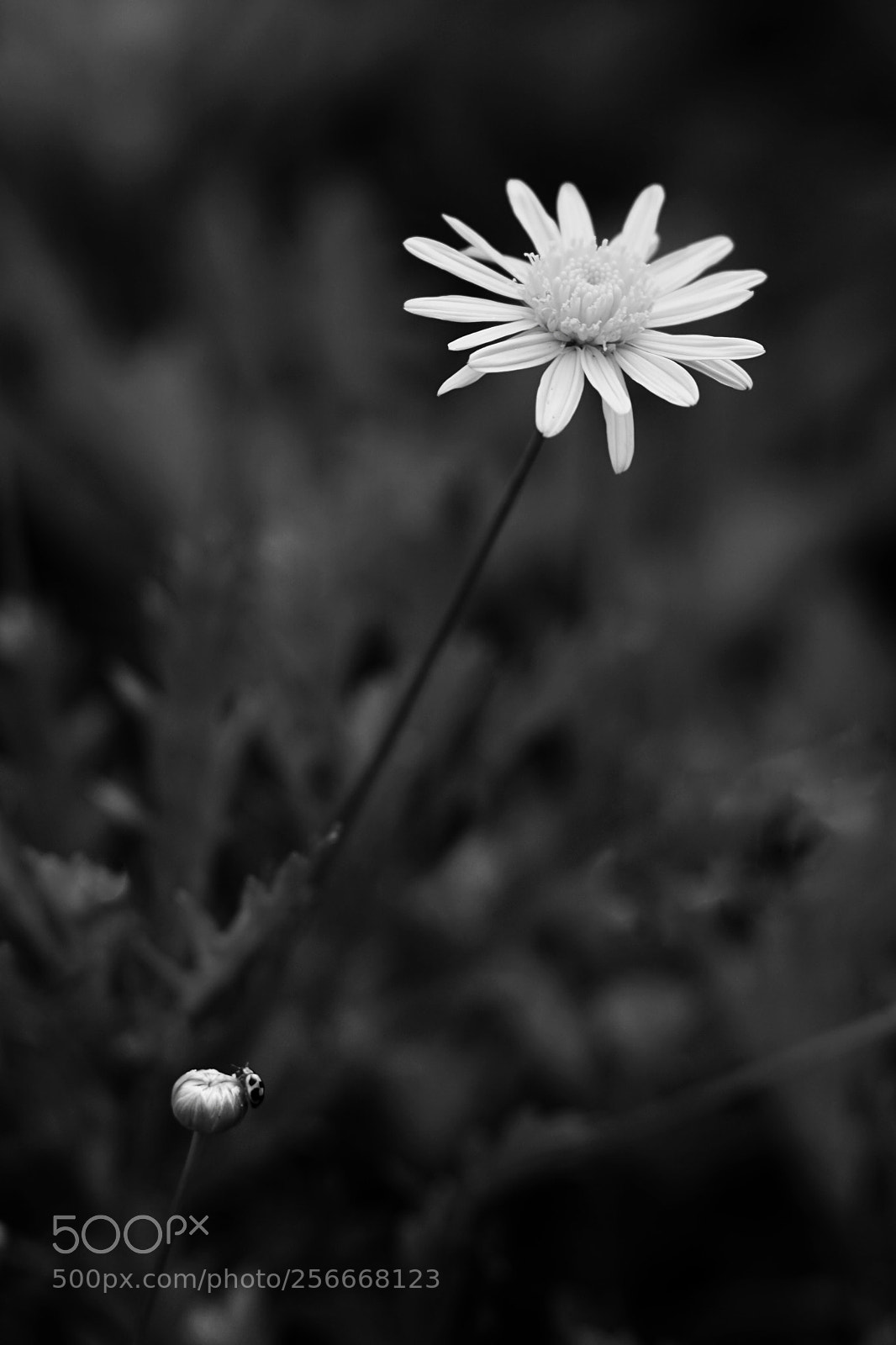 Sony a6000 sample photo. Spring photography