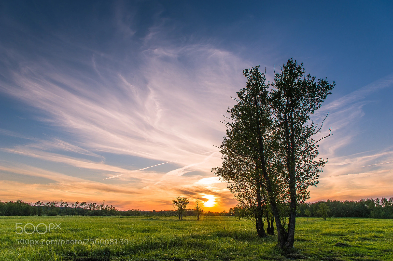 Pentax K-3 II sample photo. Spring meadows at sunset photography