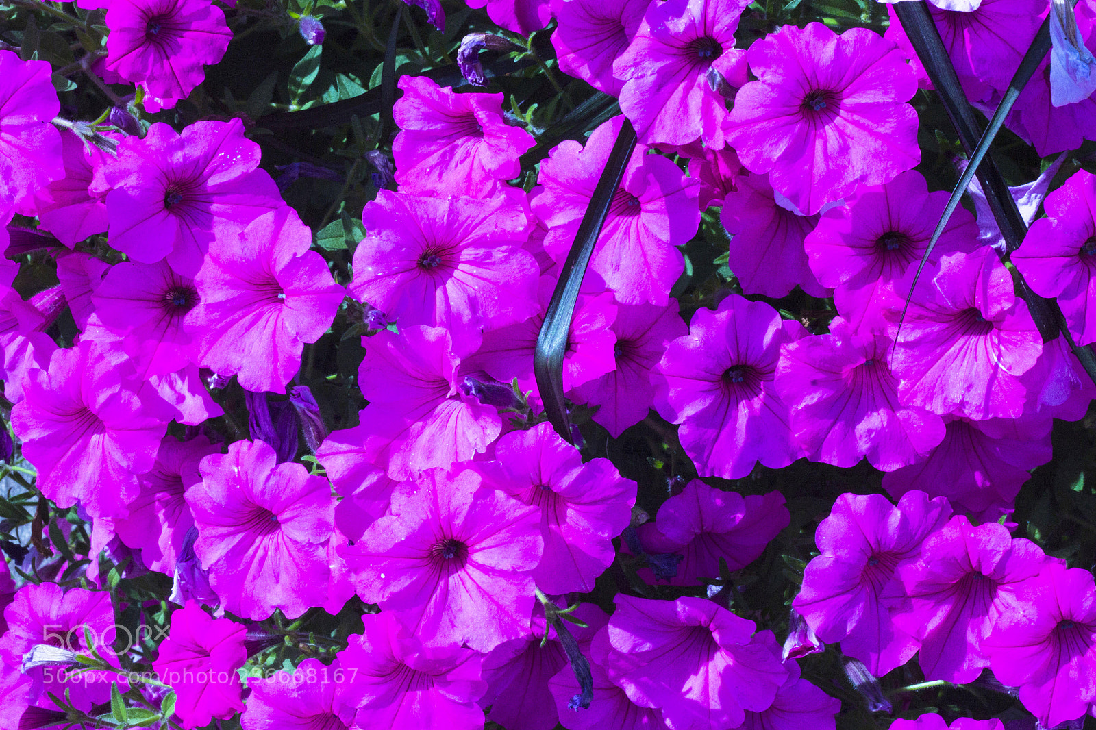 Canon EOS 1100D (EOS Rebel T3 / EOS Kiss X50) sample photo. Beautiful flowers photography