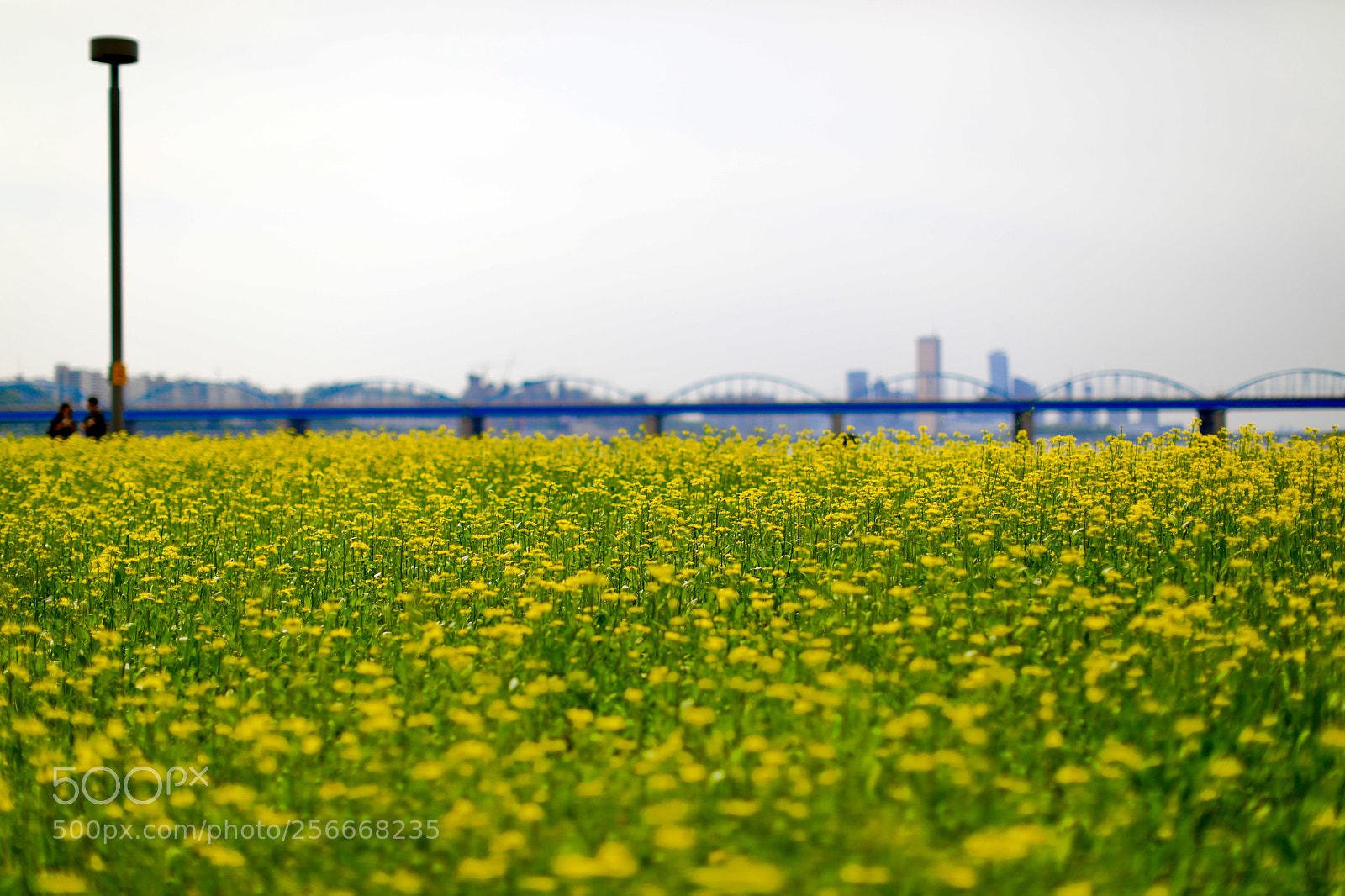 Canon EOS 5D Mark IV sample photo. Flower field photography