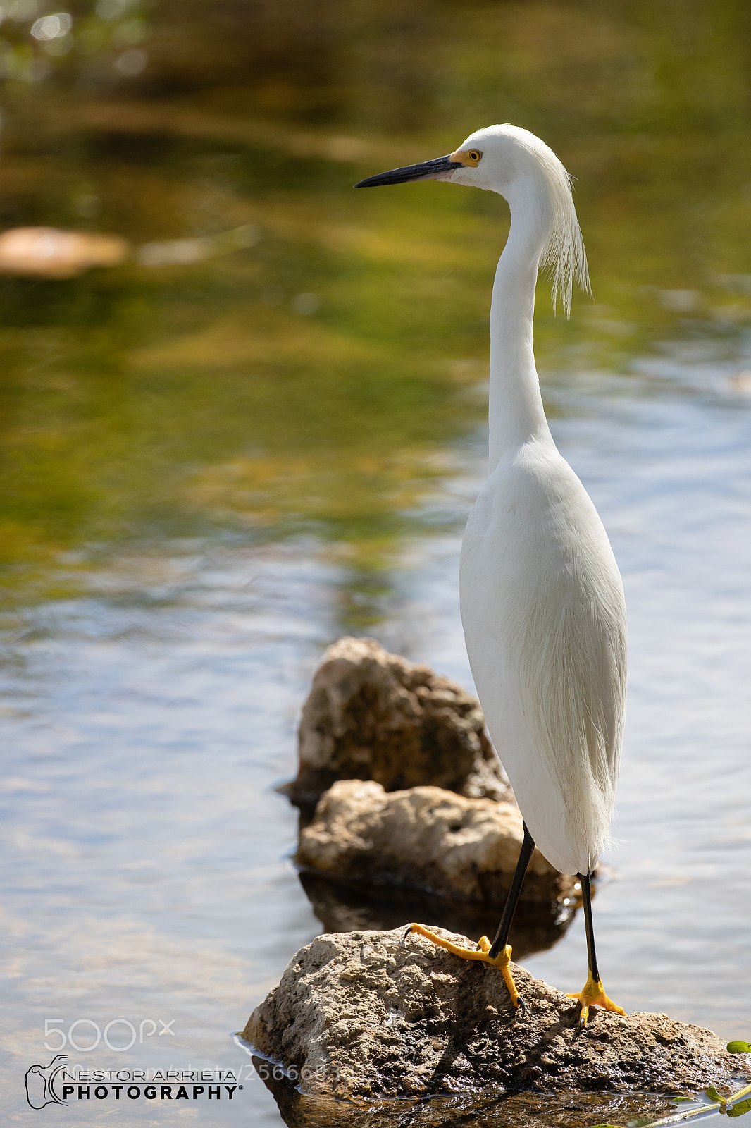 Canon EOS-1D X Mark II sample photo. Bubulcus ibis photography