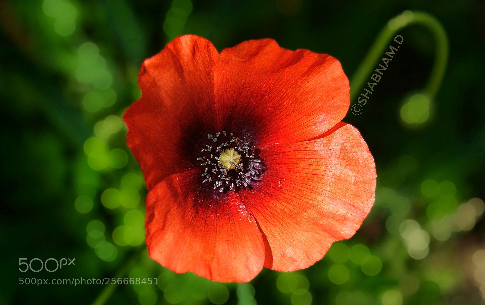 Sony Alpha DSLR-A200 sample photo. Untitled photography