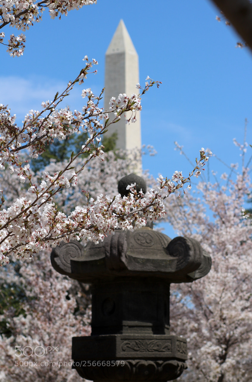 Canon EOS 750D (EOS Rebel T6i / EOS Kiss X8i) sample photo. April abstract photography