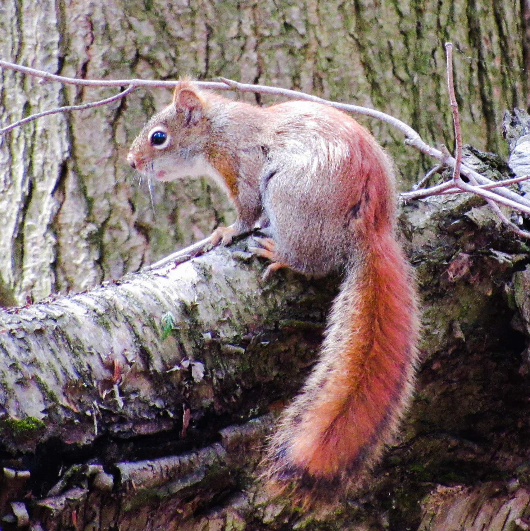 Canon PowerShot SX520 HS sample photo. Feeling squirrely? photography