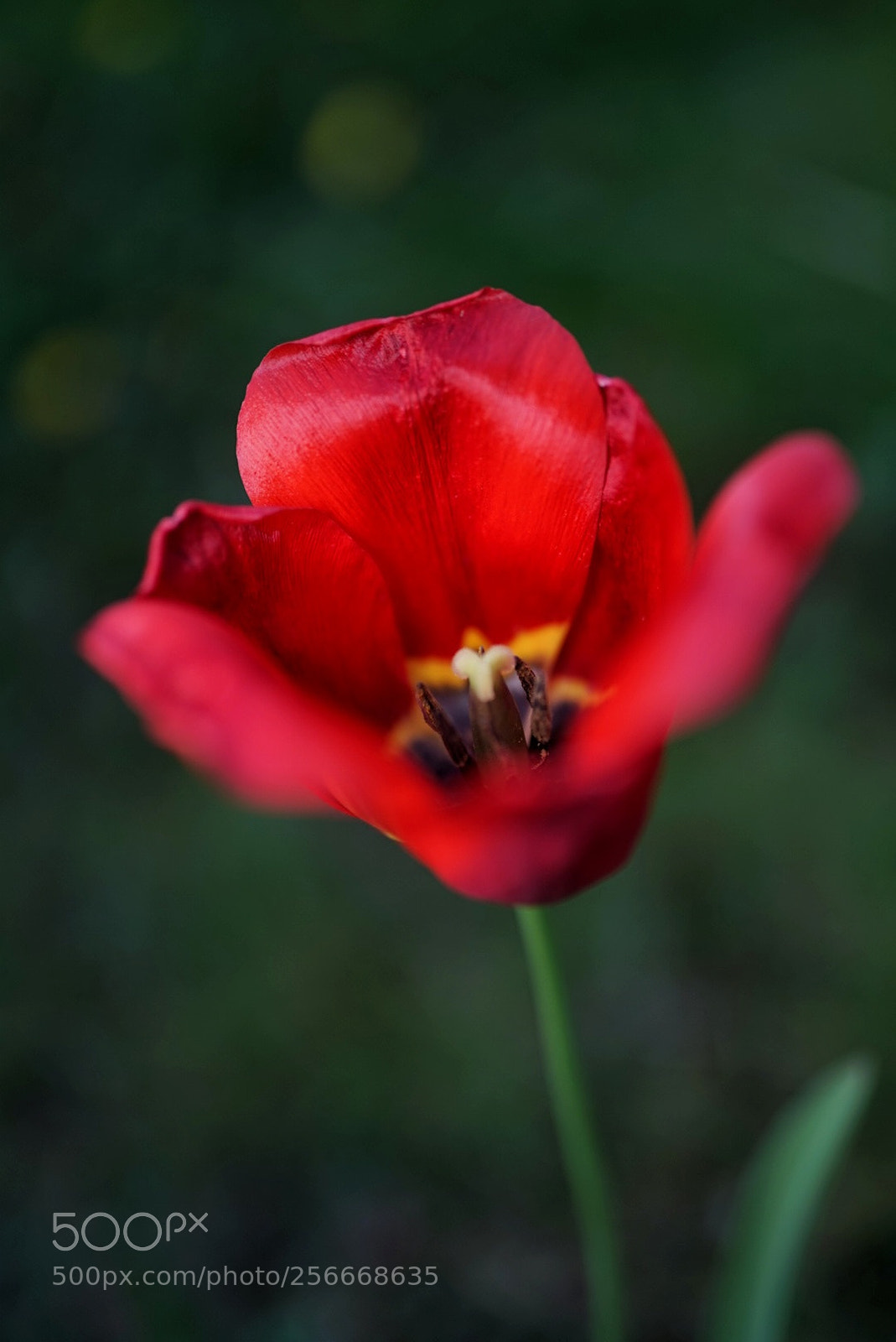 Sony a7 sample photo. Flower photography