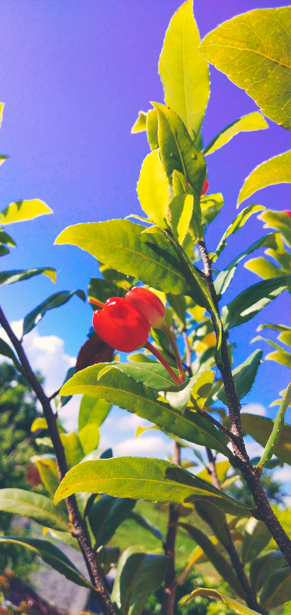 vivo V9 6GB sample photo. When the morning begins photography