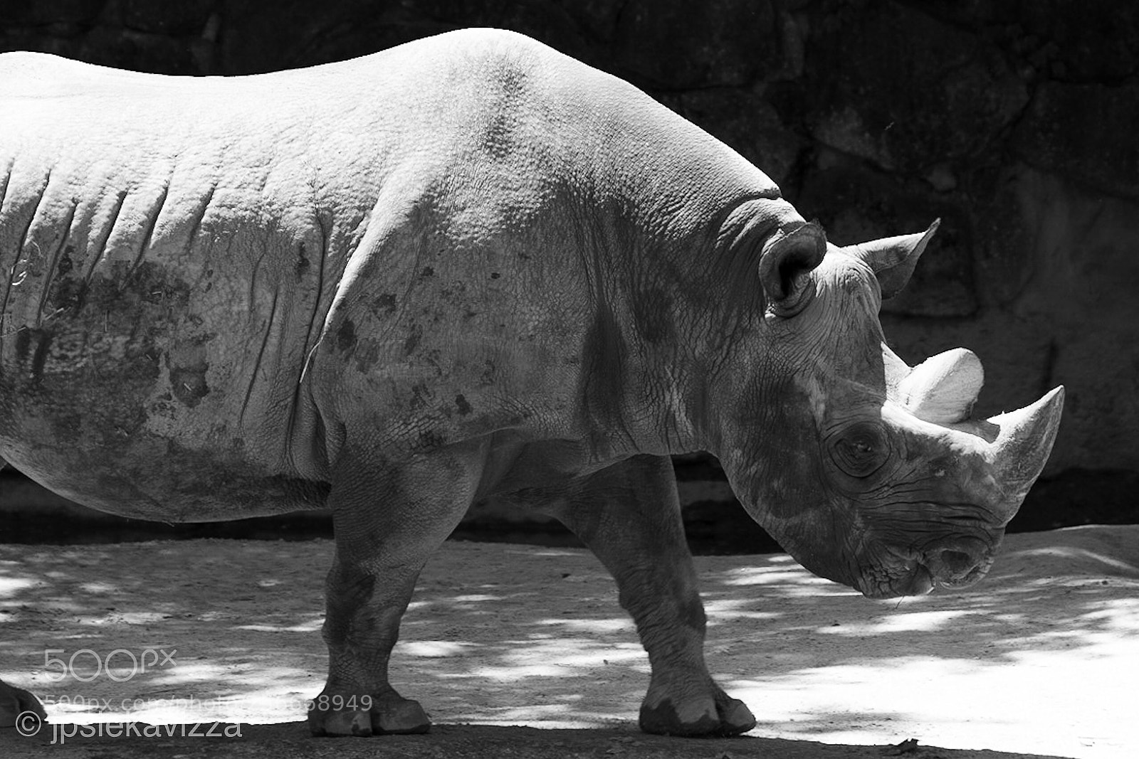 Sony a7R III sample photo. Rhinoceros  photography