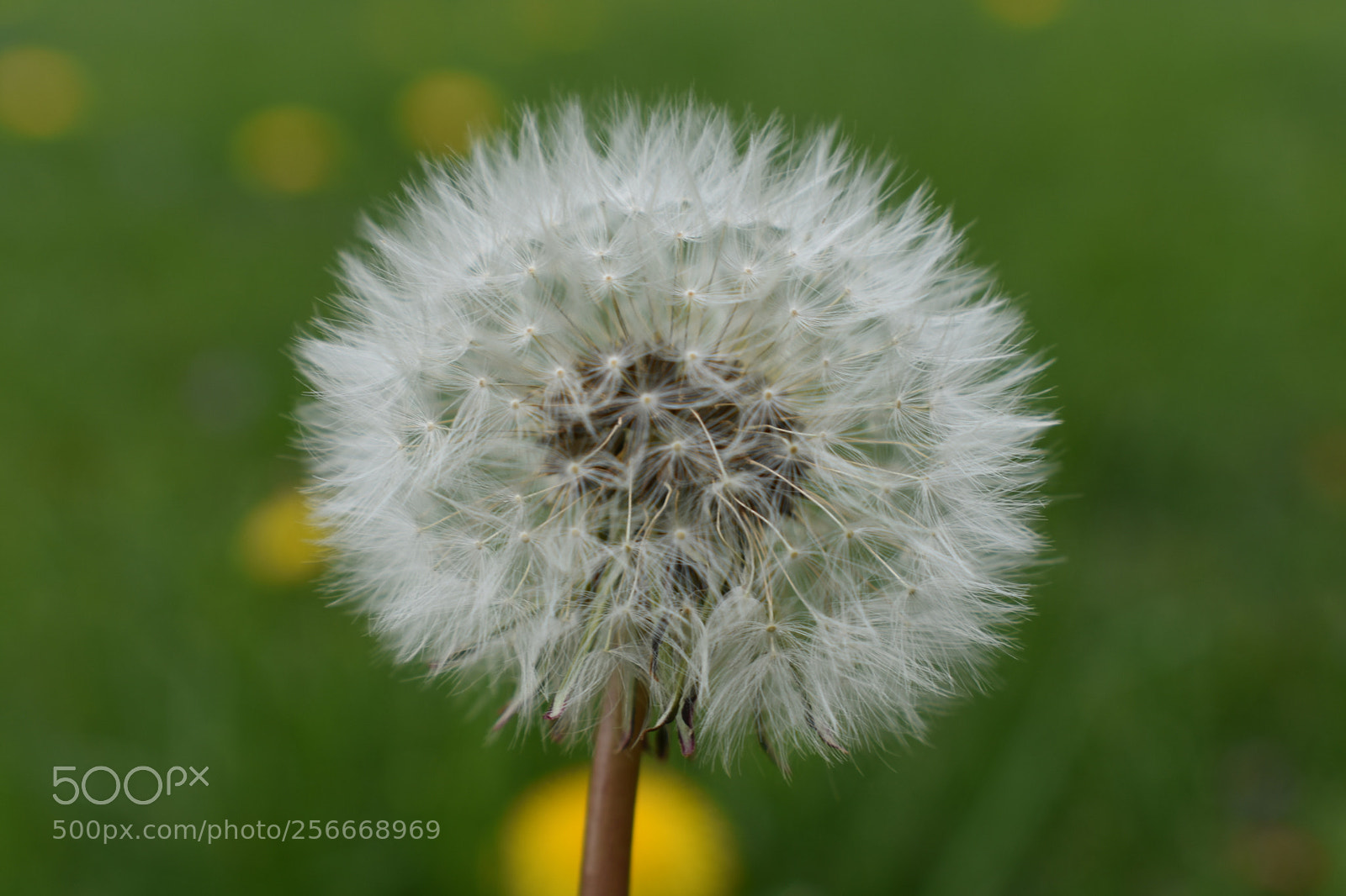 Nikon D3400 sample photo. Back yard shoot photography