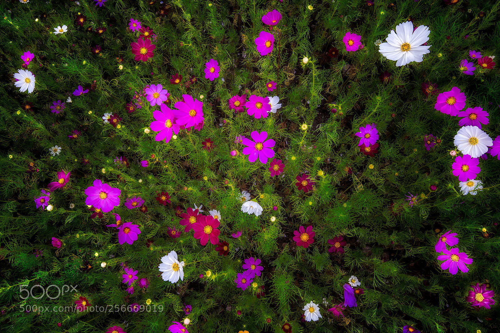 Nikon D810 sample photo. Wildflowers photography
