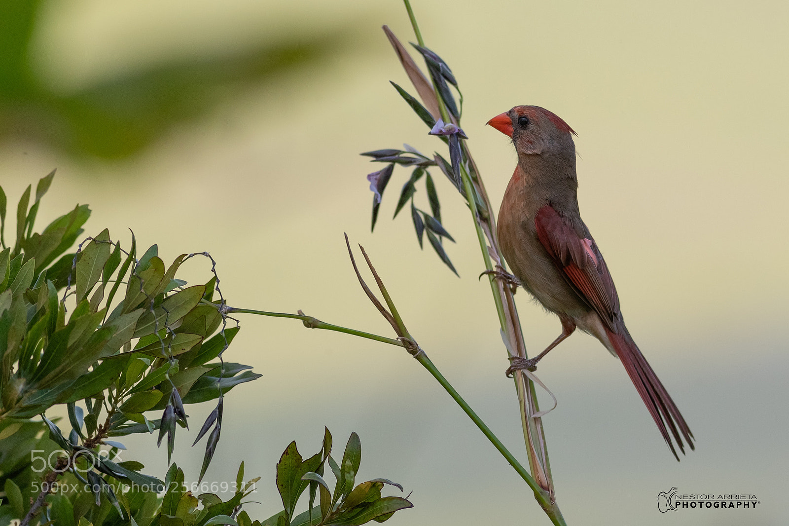 Canon EOS-1D X Mark II sample photo. Cardinal photography